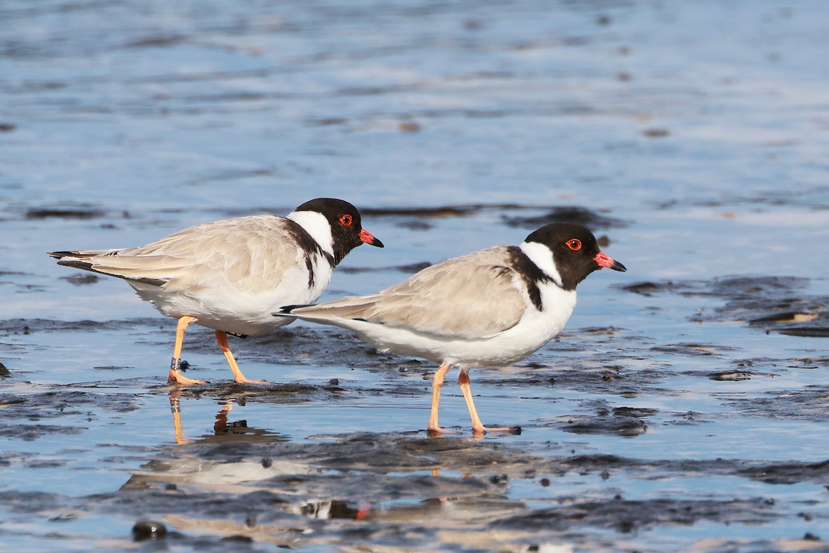 Hooded Plover - ML638128631
