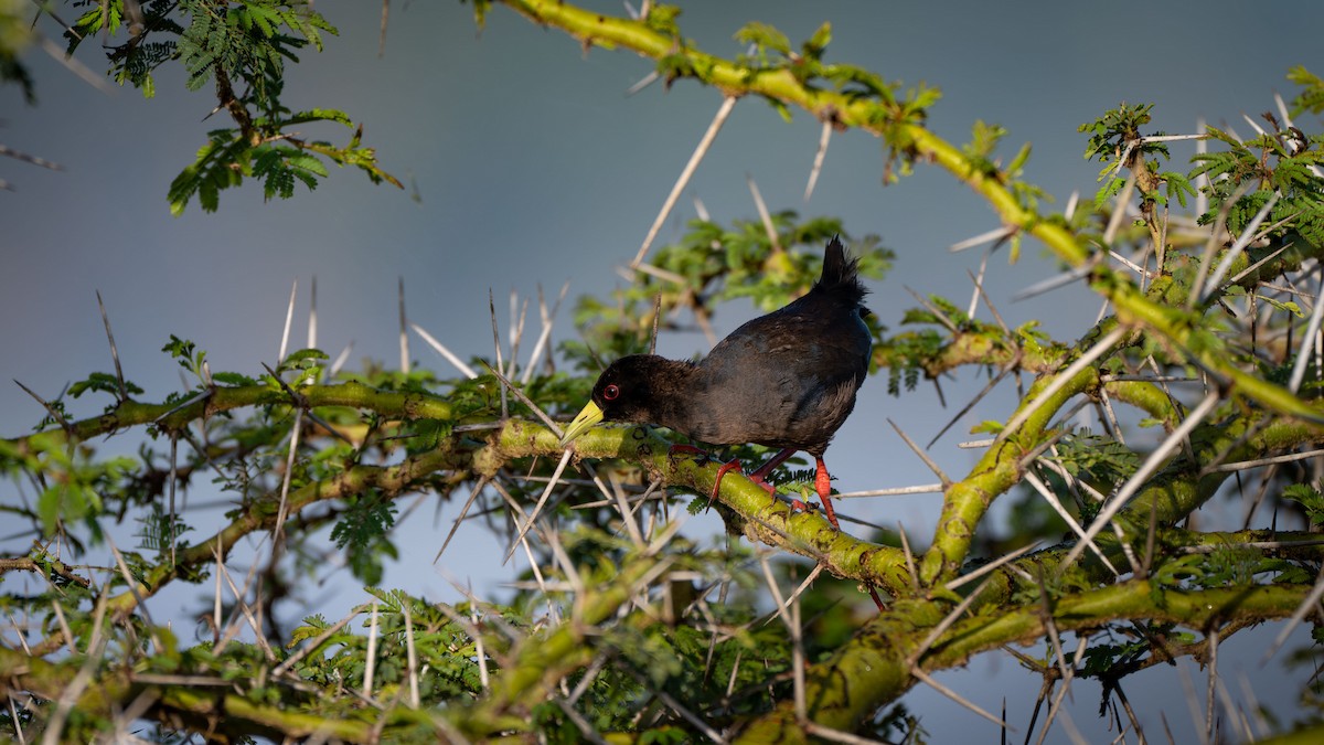 Black Crake - ML638128645