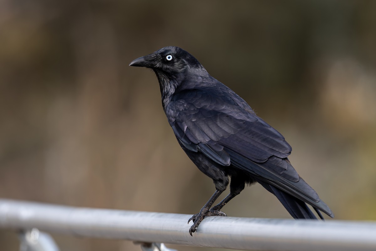 Little Raven - ML638128671