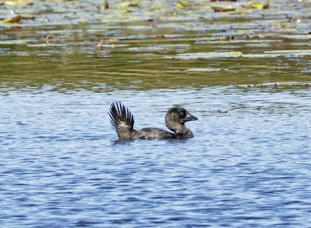 Musk Duck - ML638128699