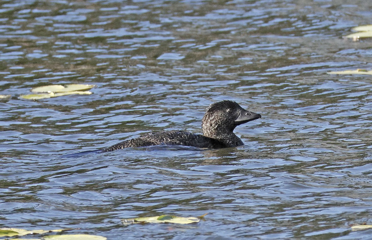 Musk Duck - ML638128700