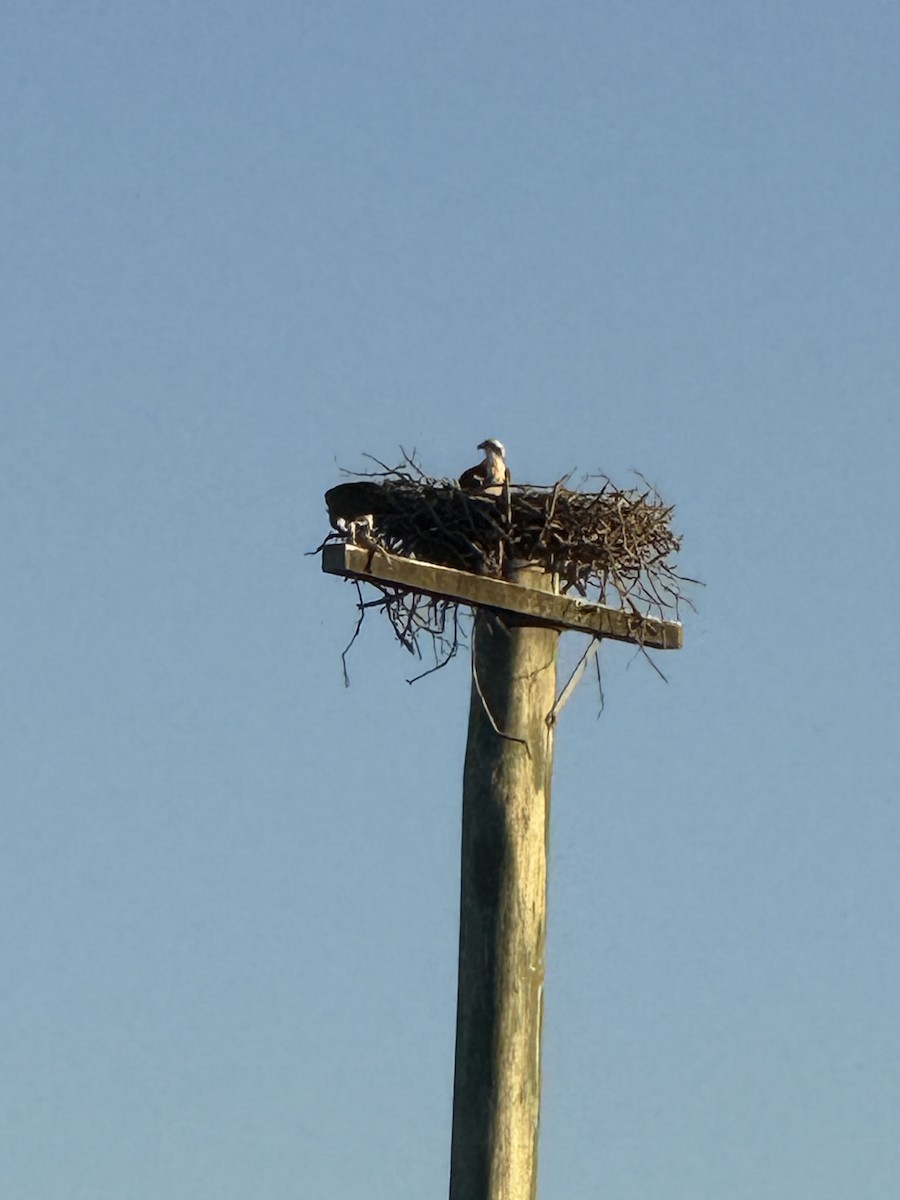 Osprey - ML638128745