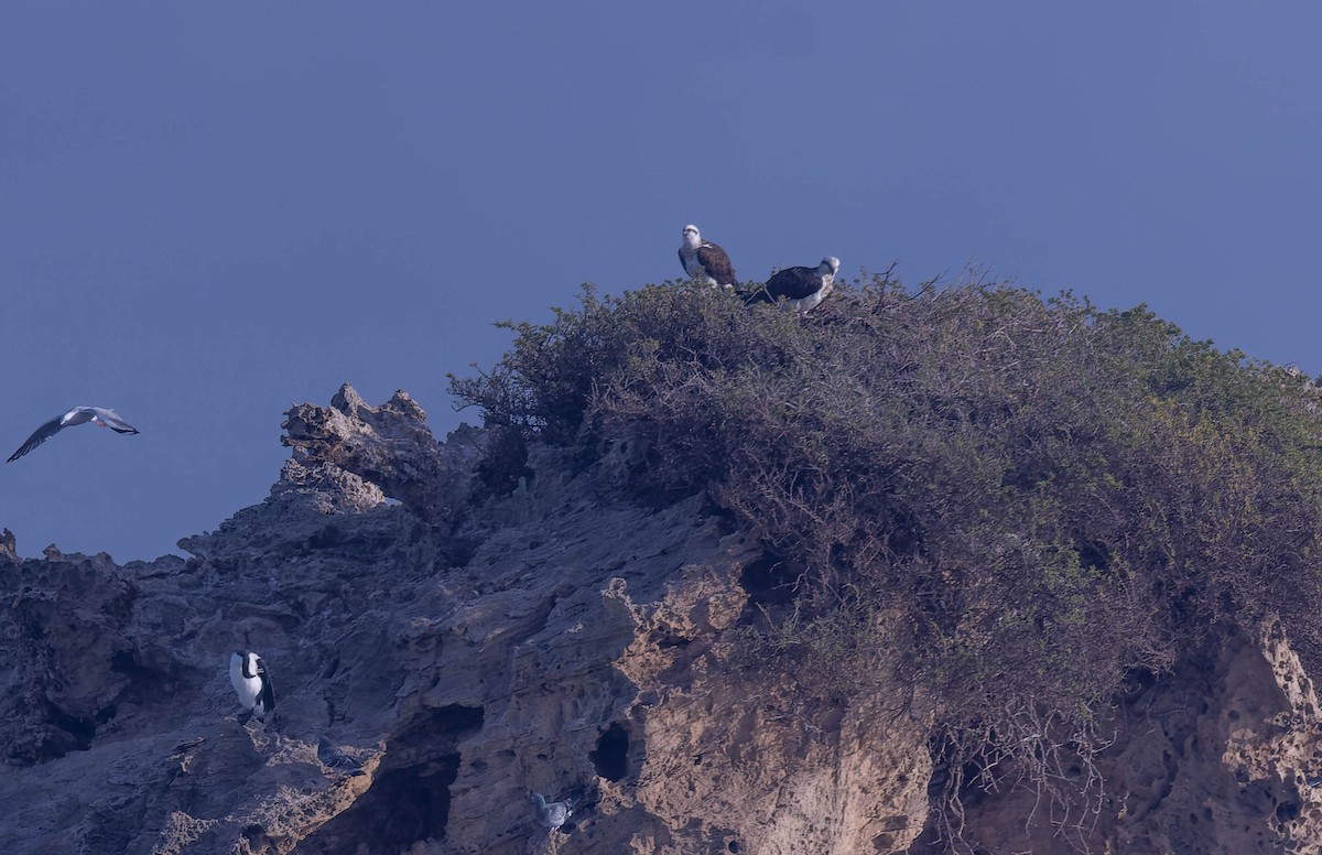 Osprey - ML638128817