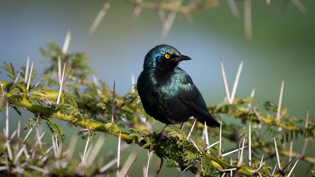 Greater Blue-eared Starling - ML638128818