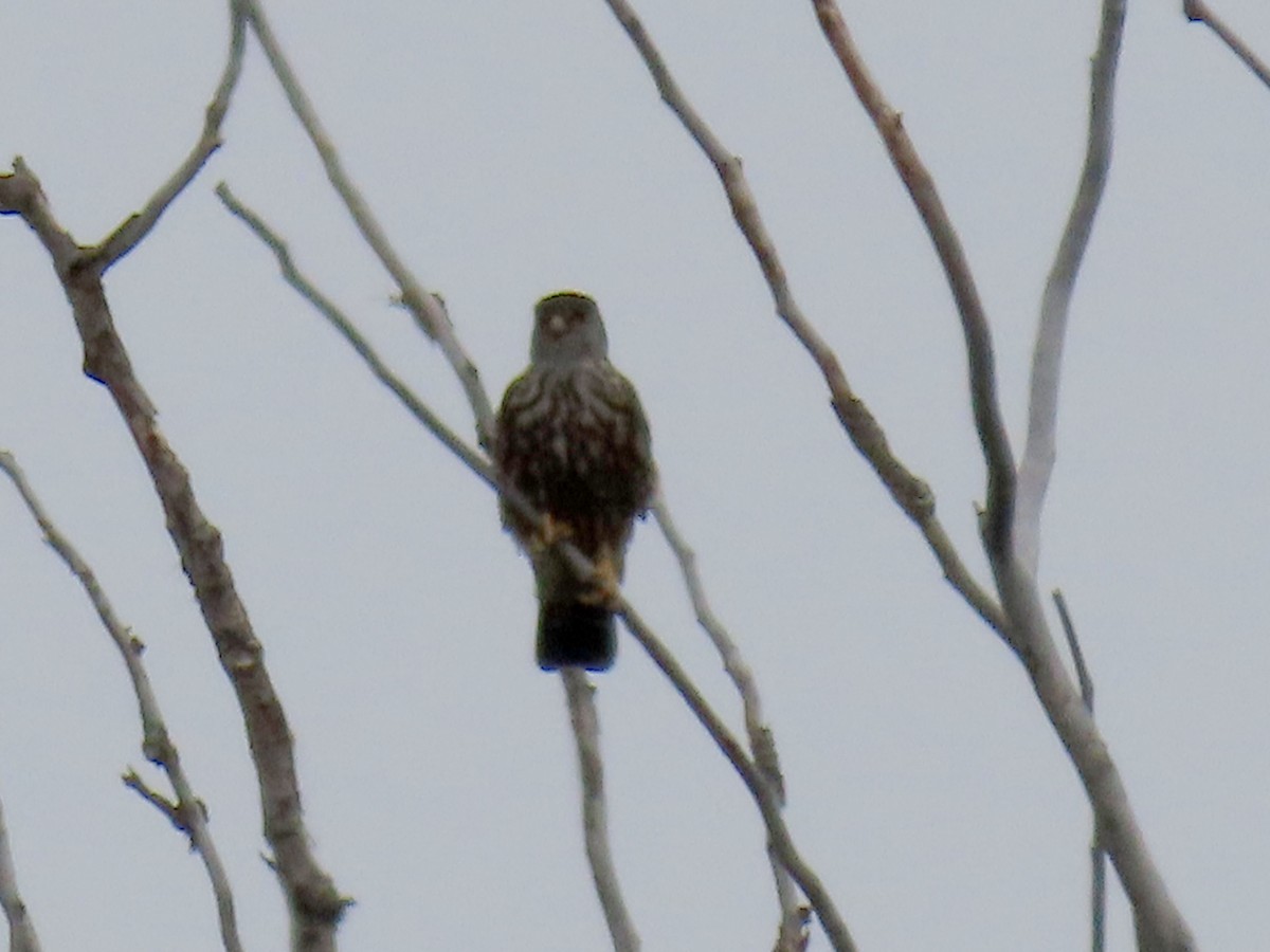 Merlin - ML638128831