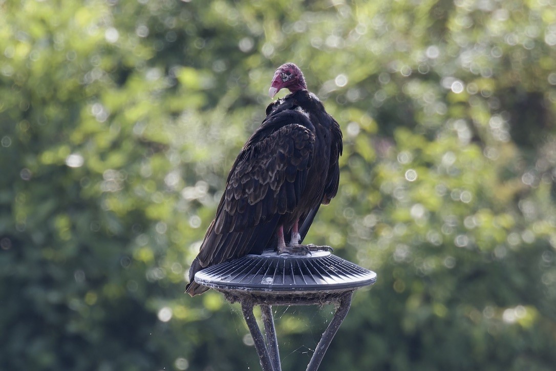 Turkey Vulture - ML638128832