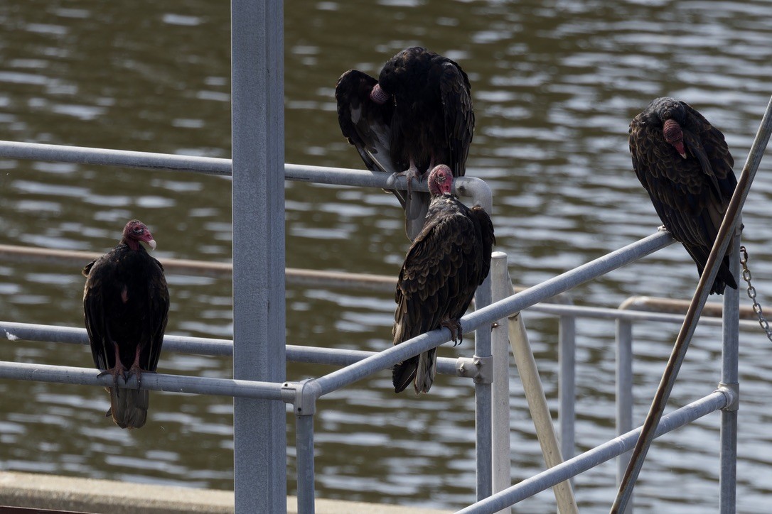 Turkey Vulture - ML638128833