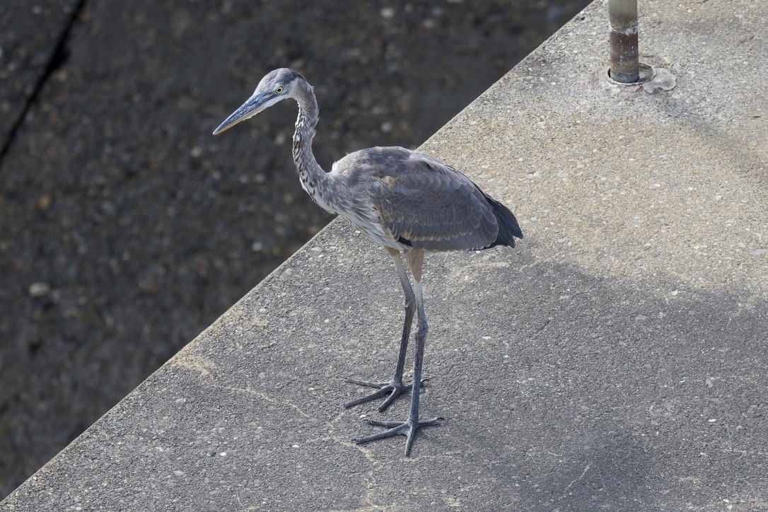 Great Blue Heron - ML638128835