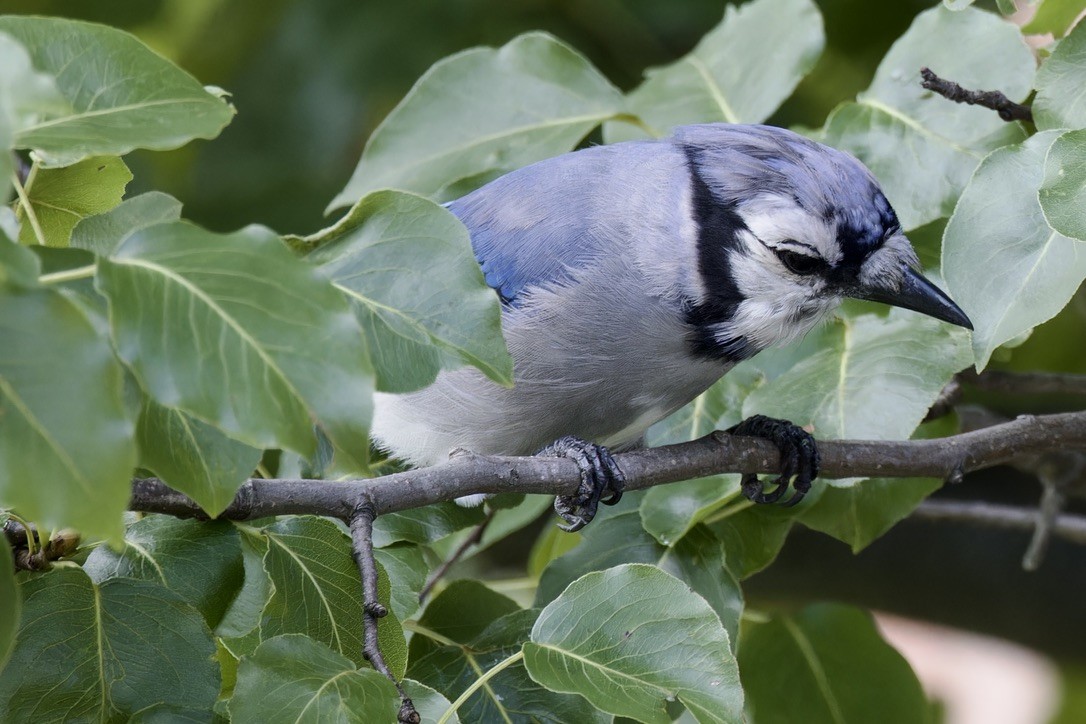 Blue Jay - ML638128839