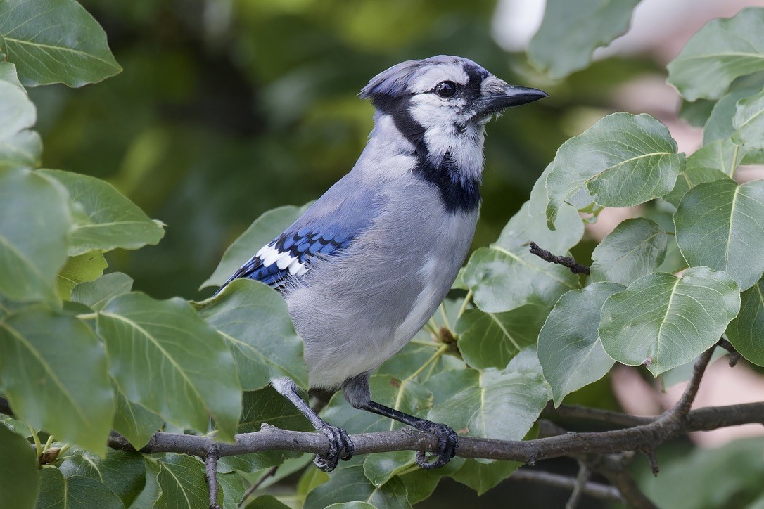 Blue Jay - ML638128844