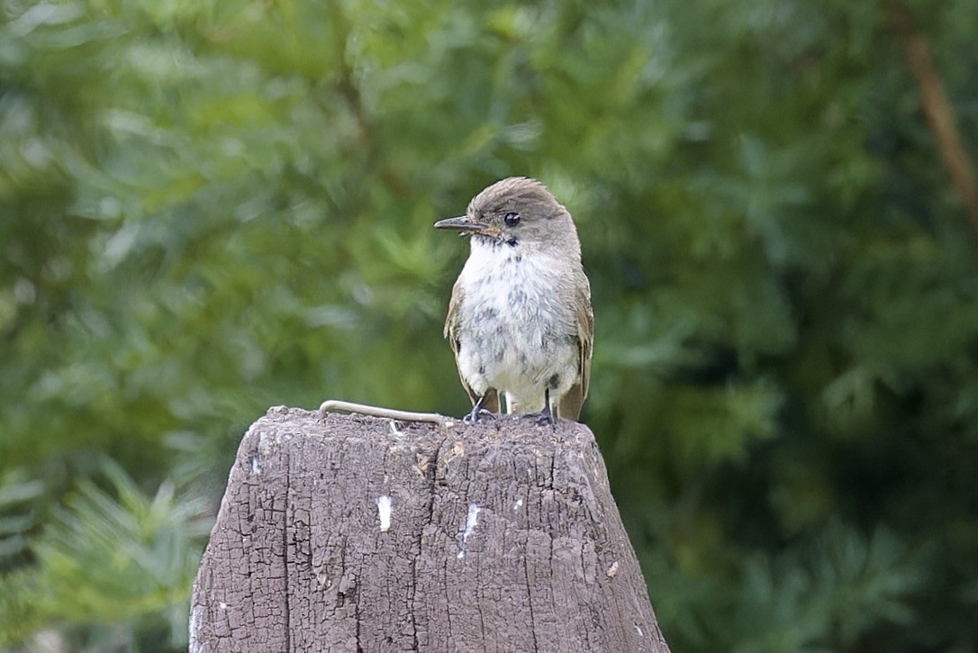 Eastern Phoebe - ML638128851