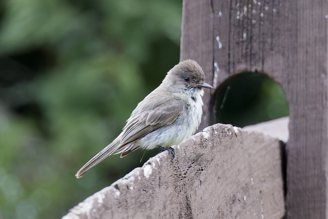 Eastern Phoebe - ML638128852