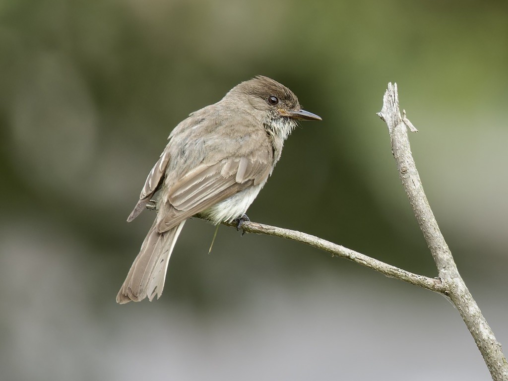 Eastern Phoebe - ML638128855
