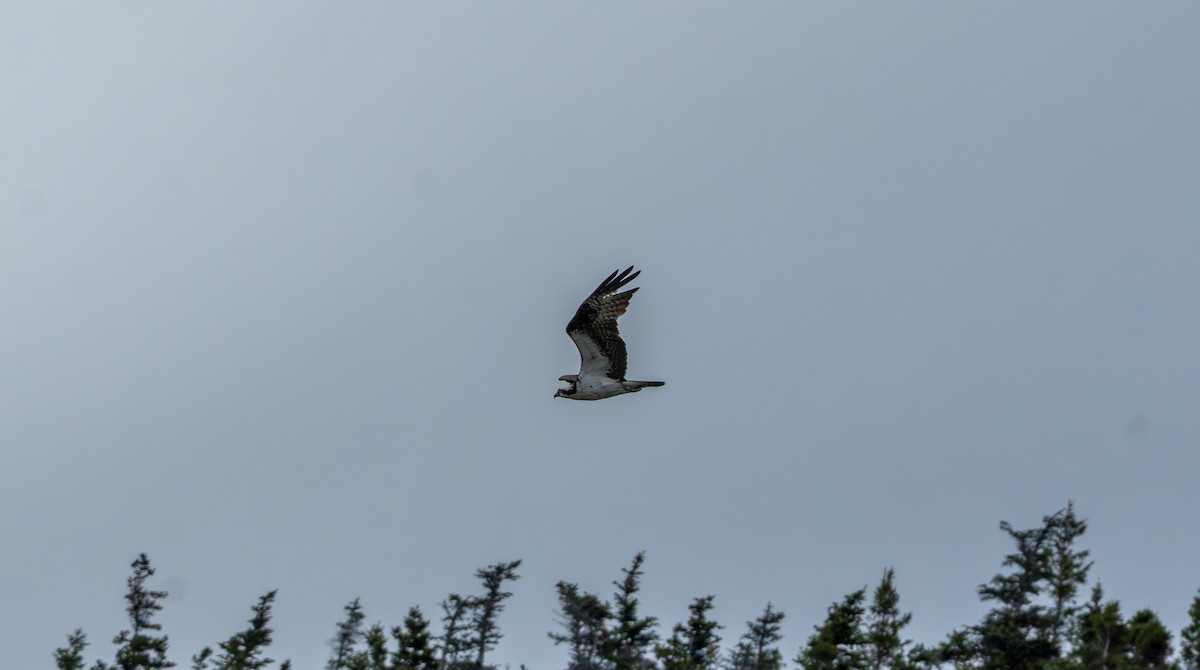 Osprey - ML638128858