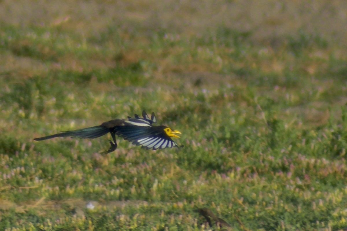 Yellow-billed Magpie - ML638128859