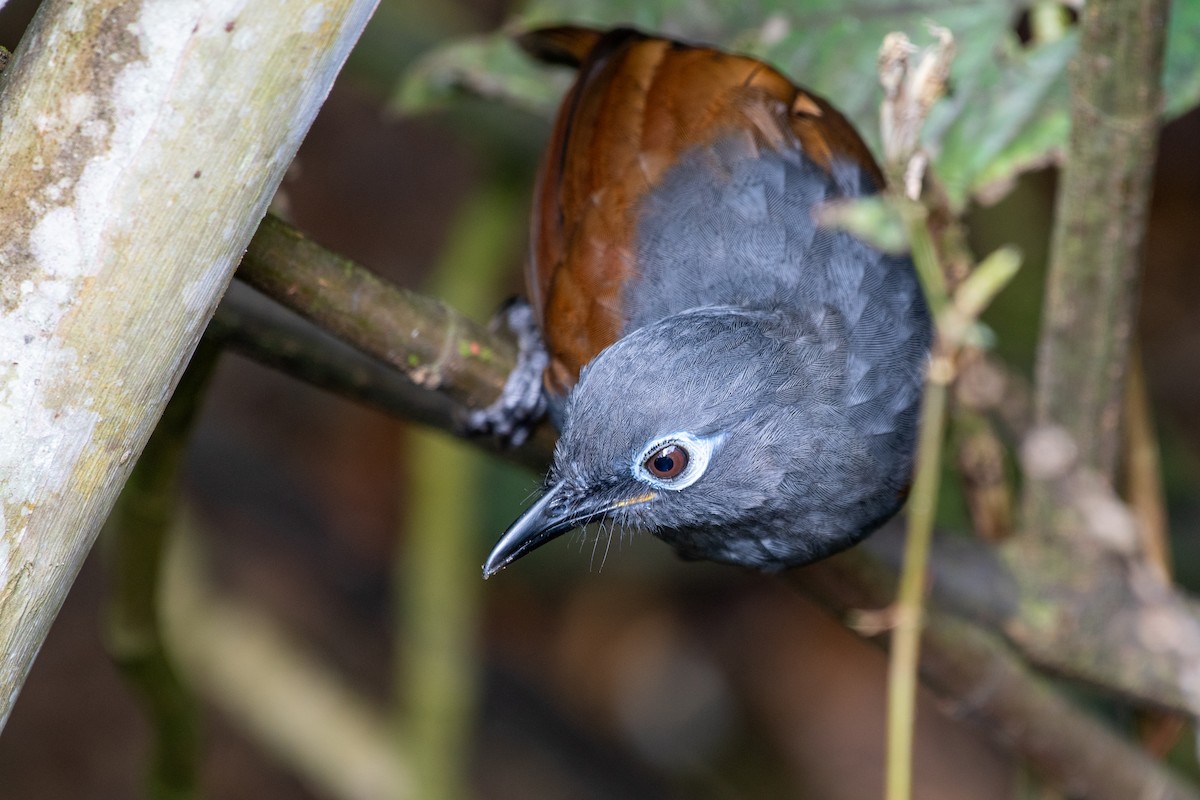 Sunda Laughingthrush - ML638128871