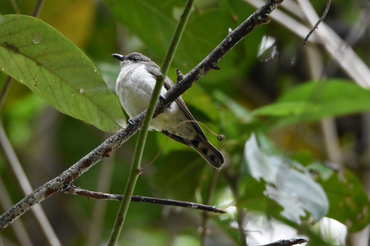 Little Bronze-Cuckoo - ML638128883