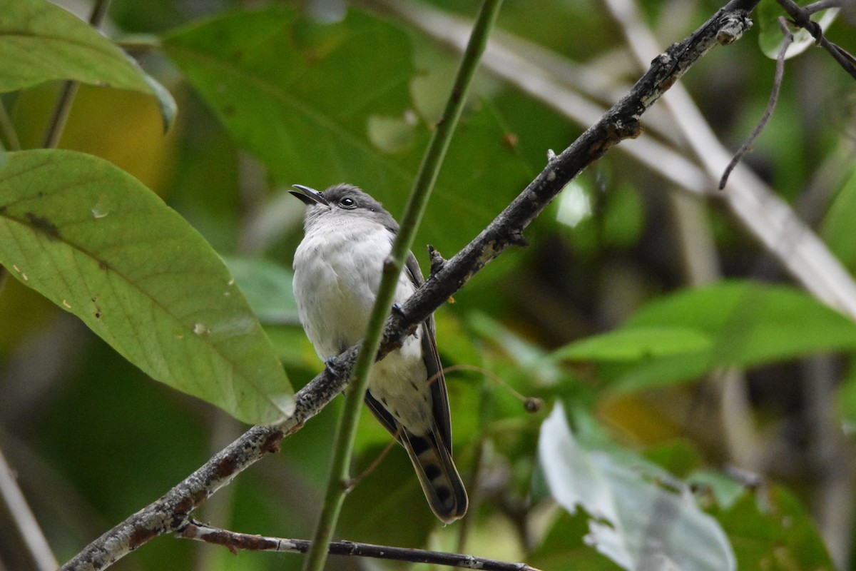 Little Bronze-Cuckoo - ML638128884
