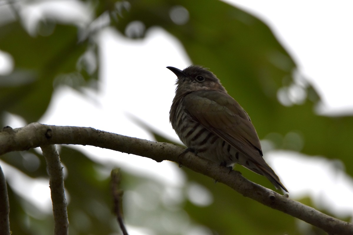 Little Bronze-Cuckoo - ML638128885