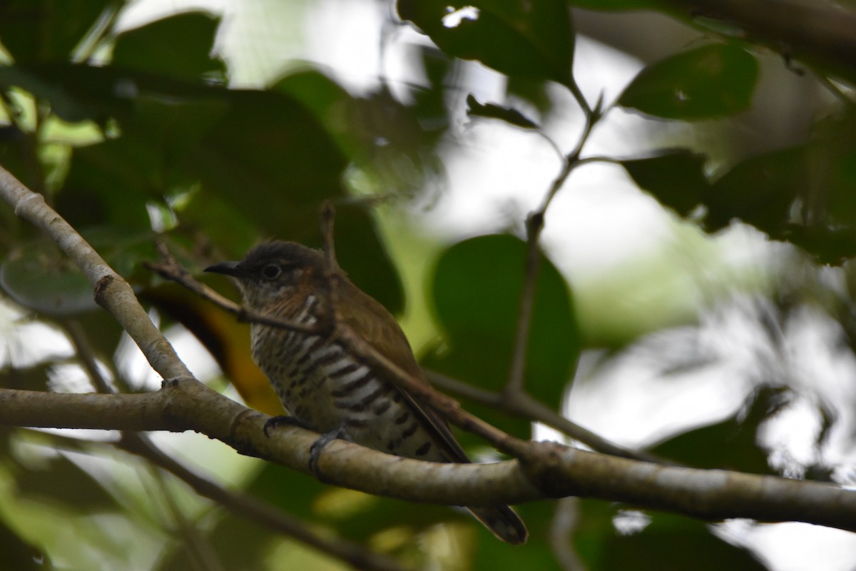 Little Bronze-Cuckoo - ML638128888