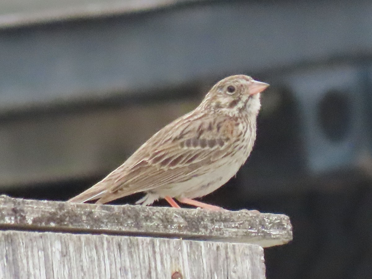 Vesper Sparrow - ML638128889