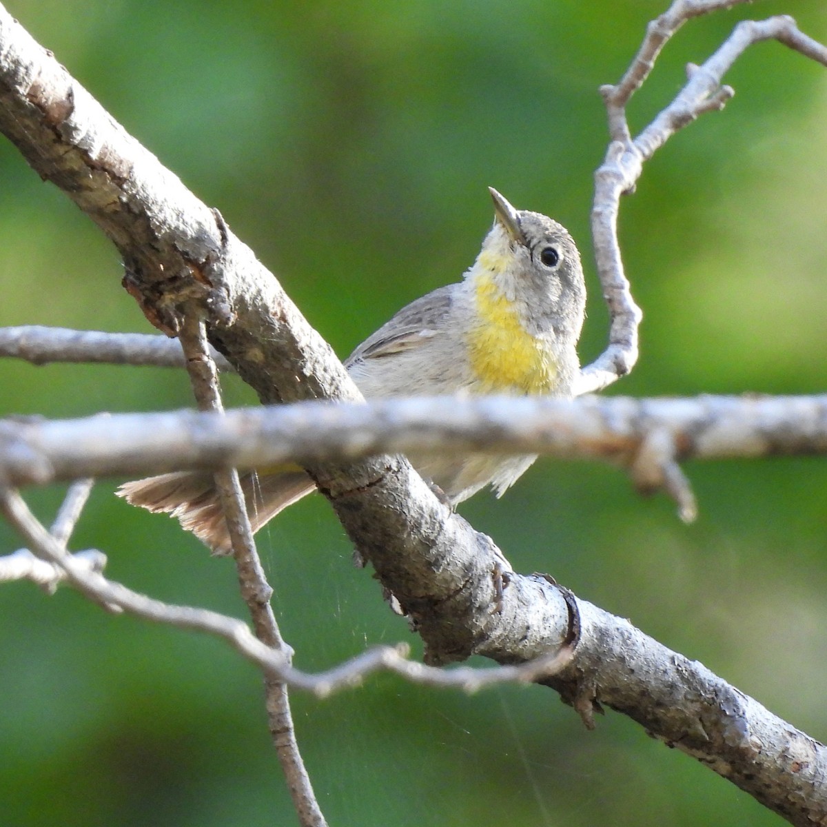 Virginia's Warbler - ML638128892