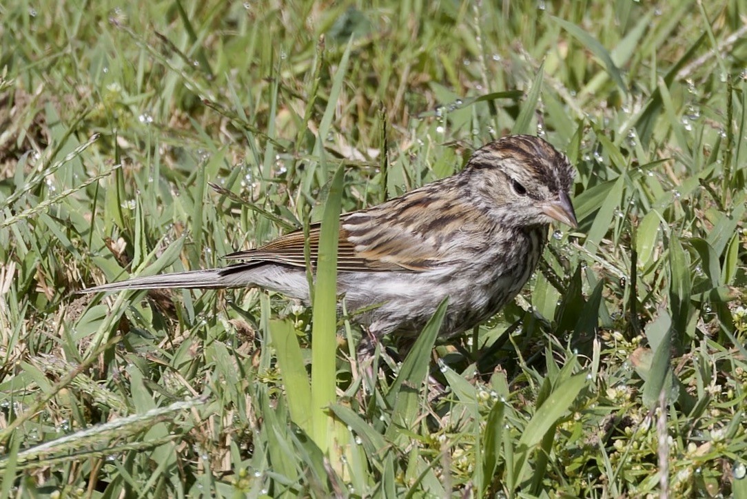 Chipping Sparrow - ML638128894
