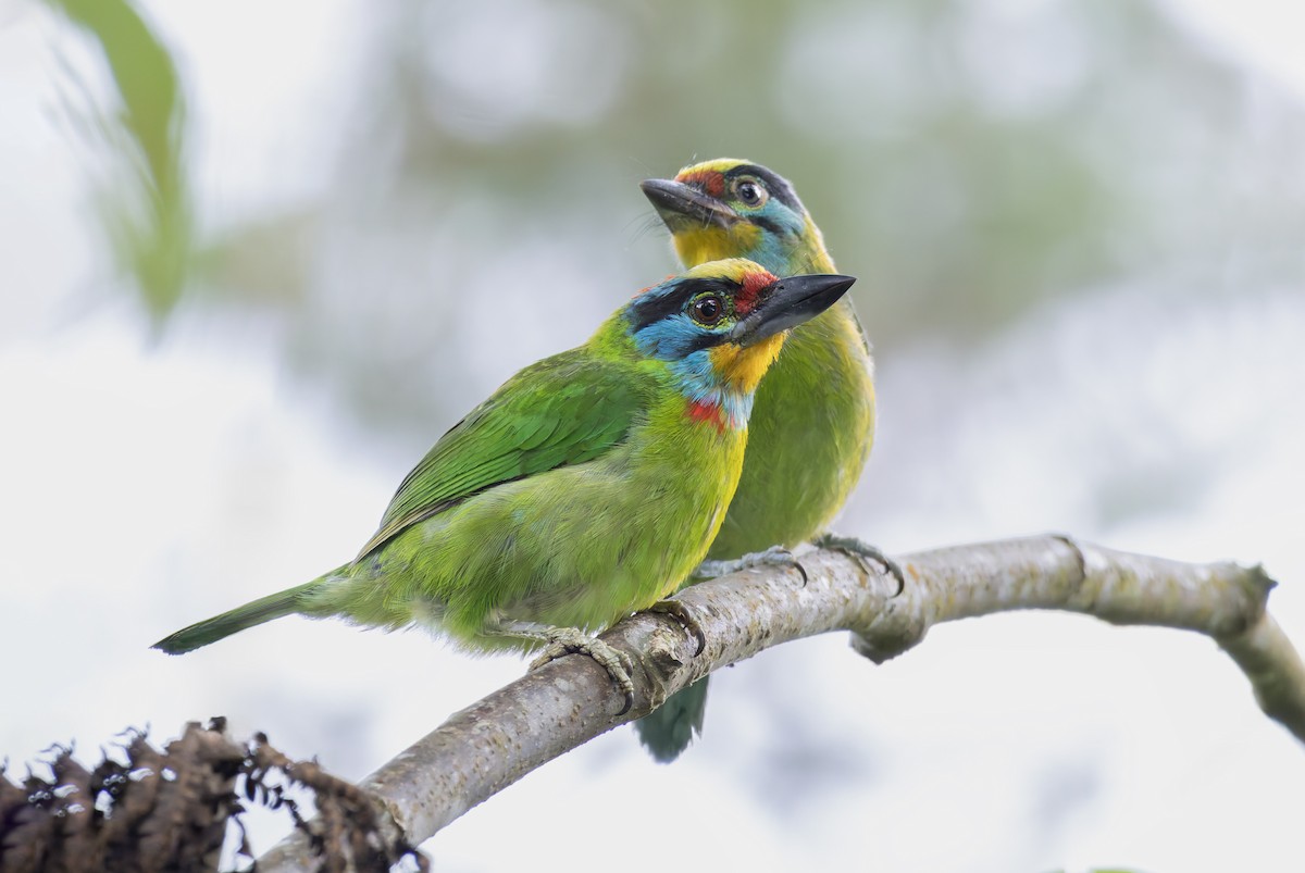 Black-browed Barbet - ML638128914