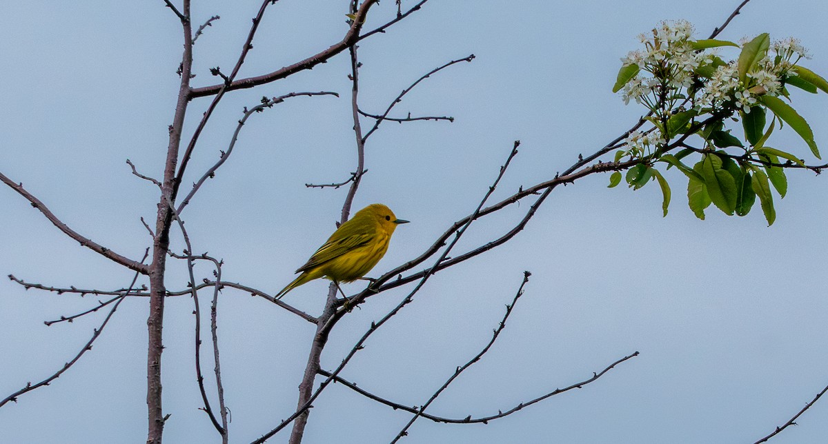 Yellow Warbler - ML638128924
