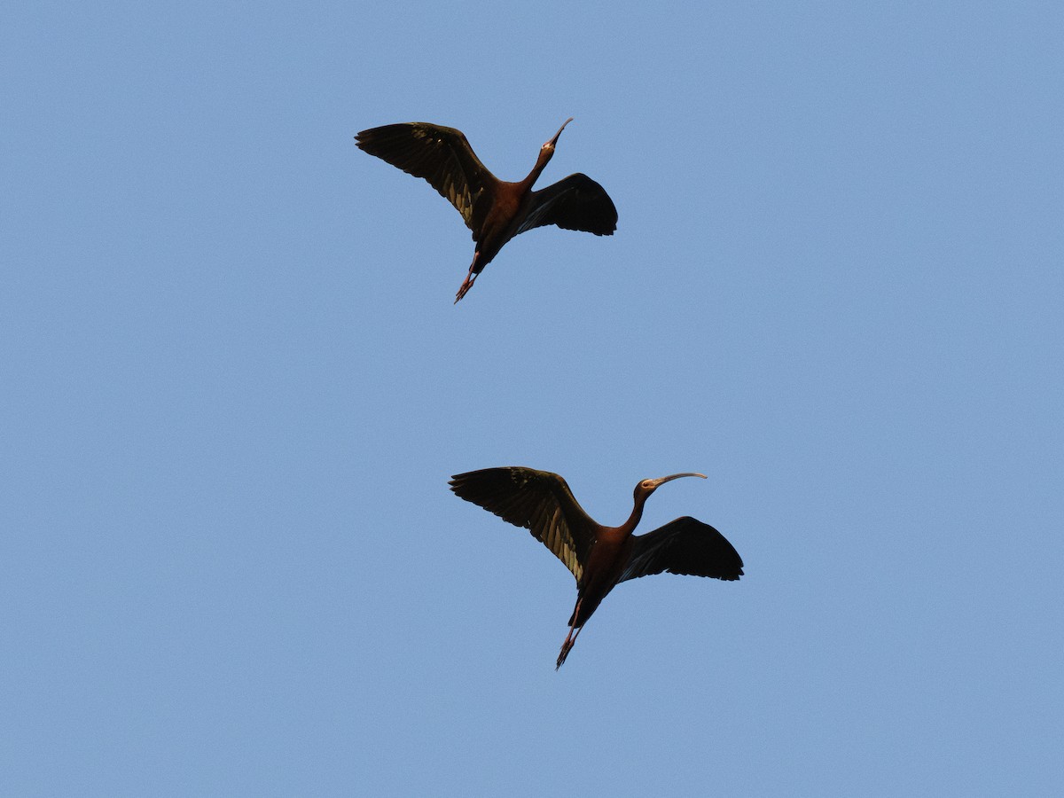 White-faced Ibis - ML638128926