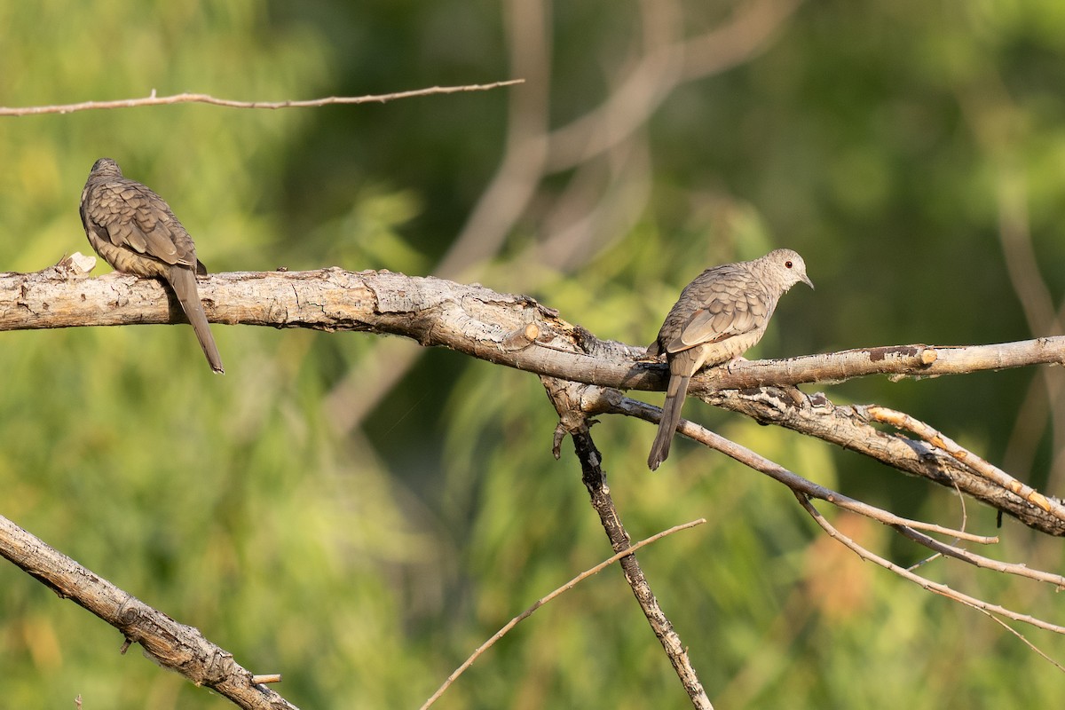 Inca Dove - ML638128933