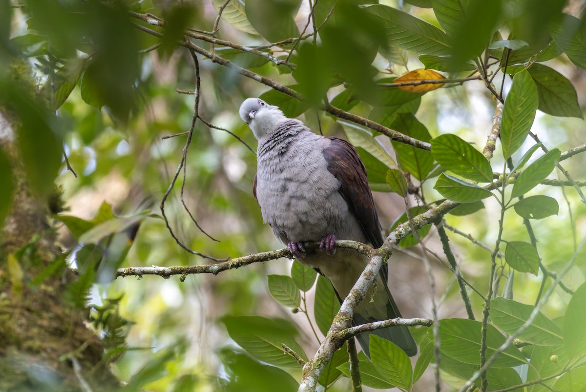 Mountain Imperial-Pigeon - ML638128947