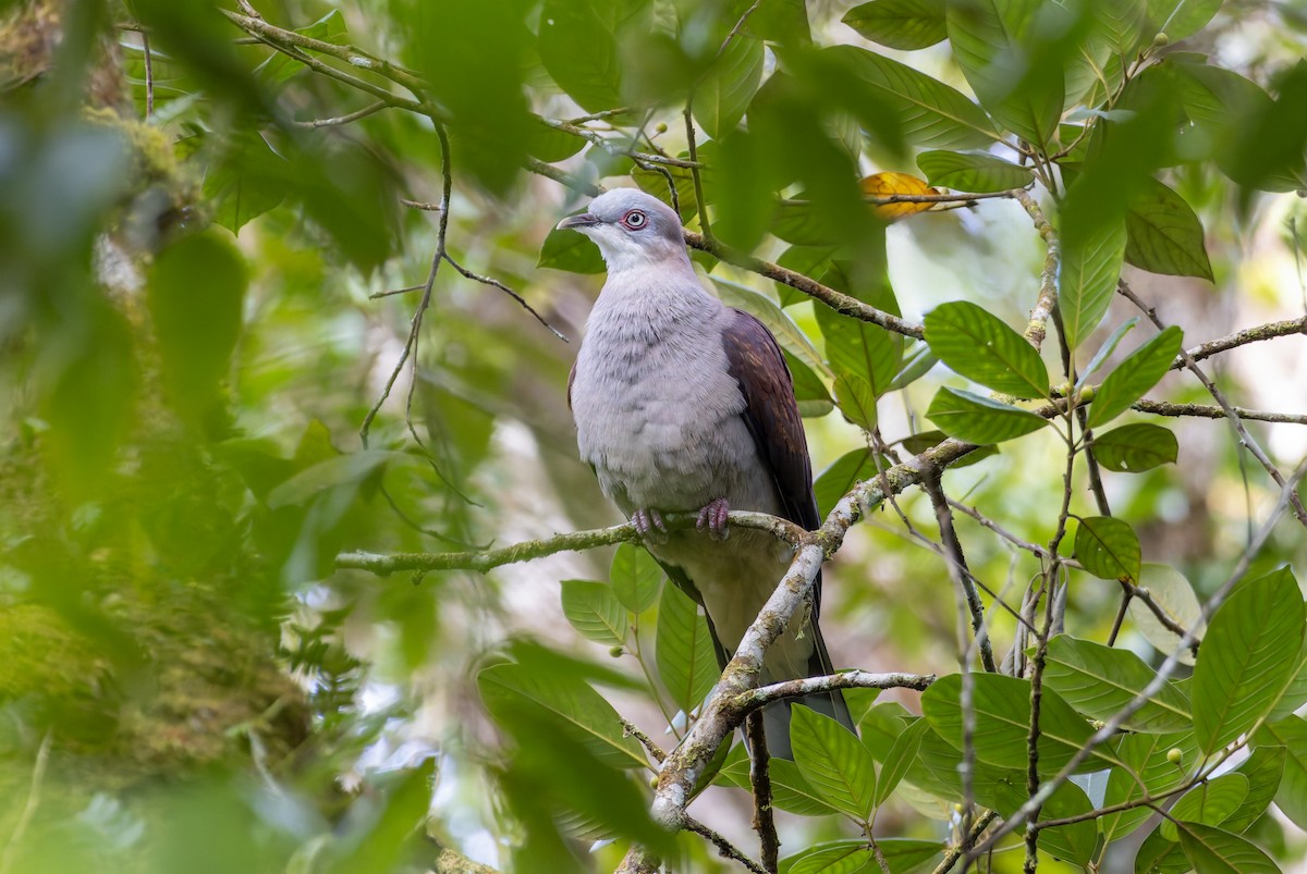 Mountain Imperial-Pigeon - ML638128948
