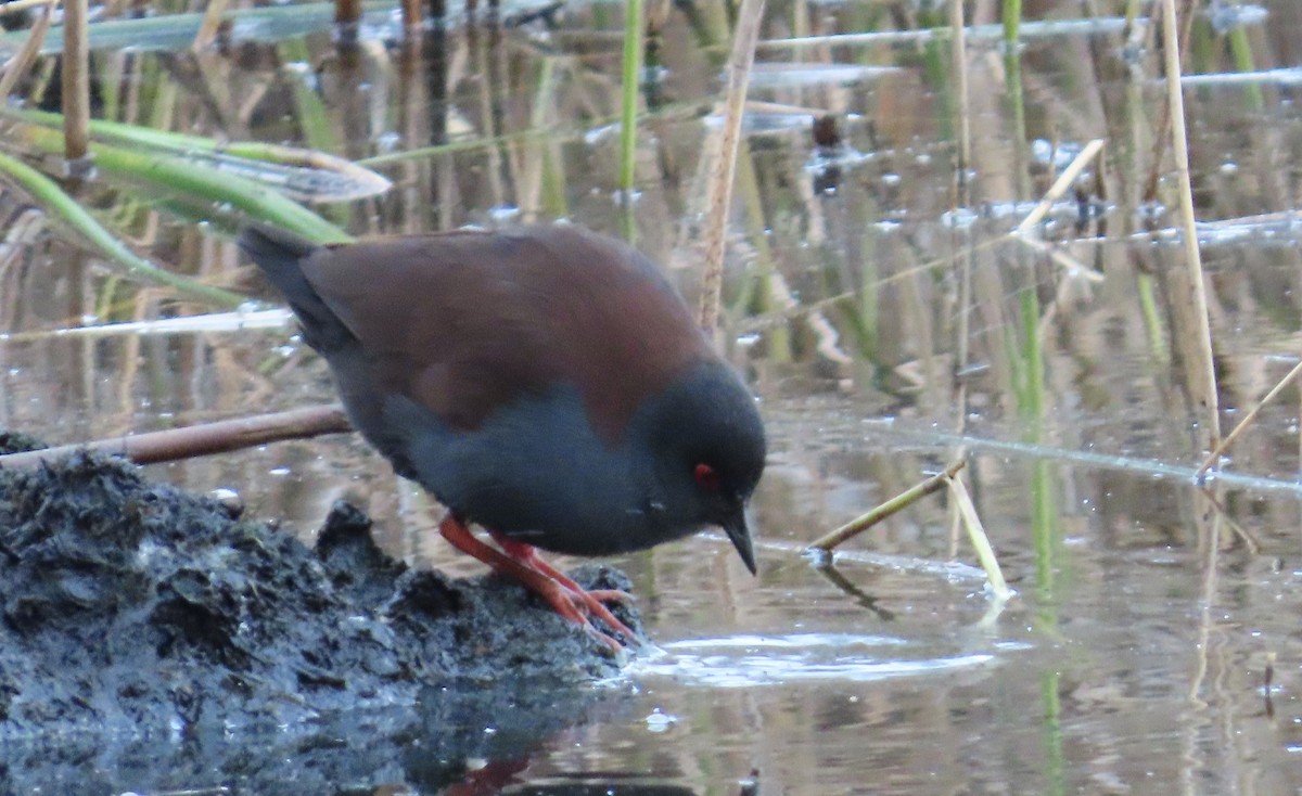 Spotless Crake - ML638128958
