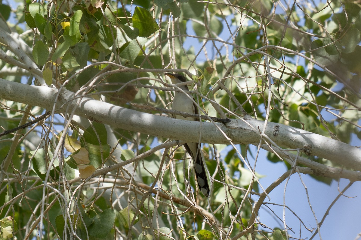 Gelbschnabelkuckuck - ML638128968