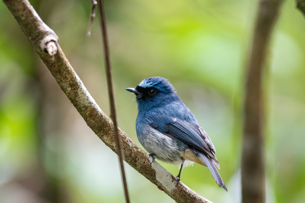 Indigo Flycatcher (Rufous-vented) - ML638128982