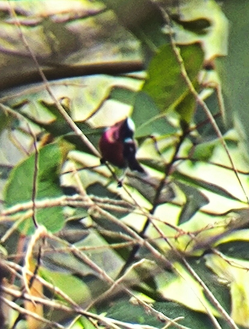 Van Hasselt's Sunbird - ML638128983