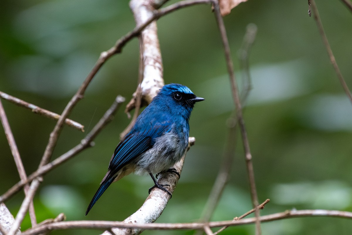 Indigo Flycatcher (Rufous-vented) - ML638128984