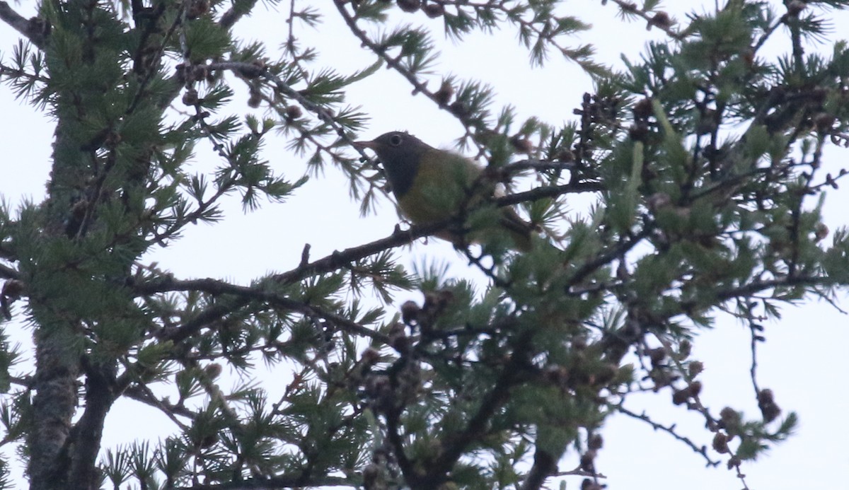 Connecticut Warbler - ML638128988