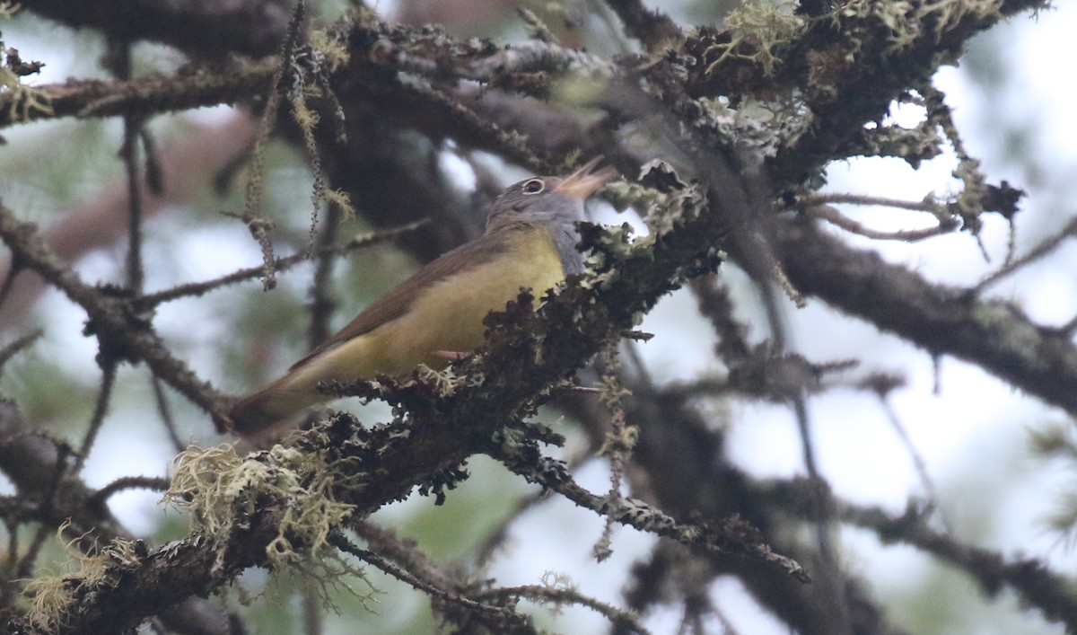 Connecticut Warbler - ML638128990