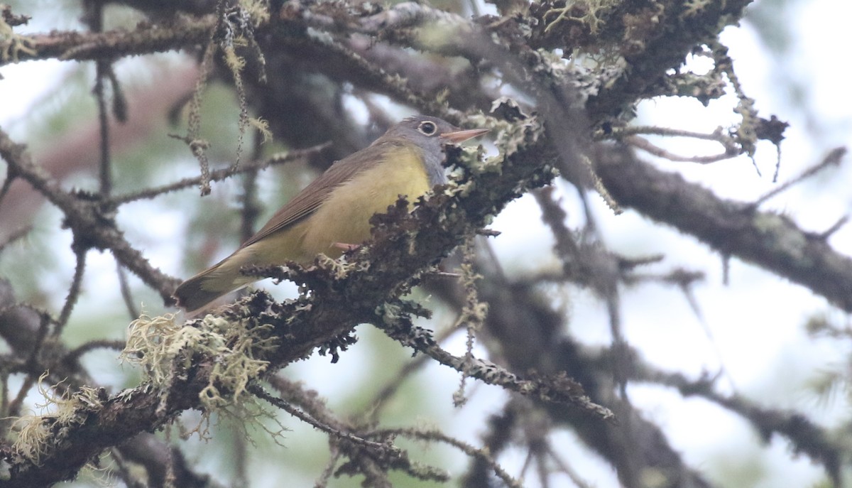 Connecticut Warbler - ML638128991