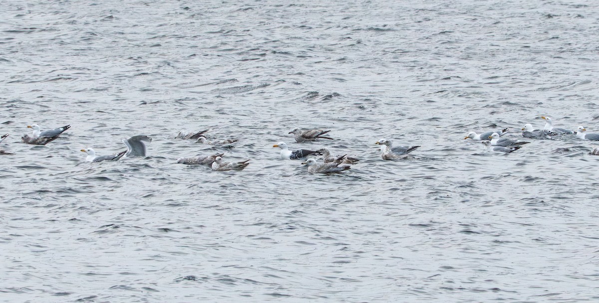 Great Black-backed Gull - ML638128998