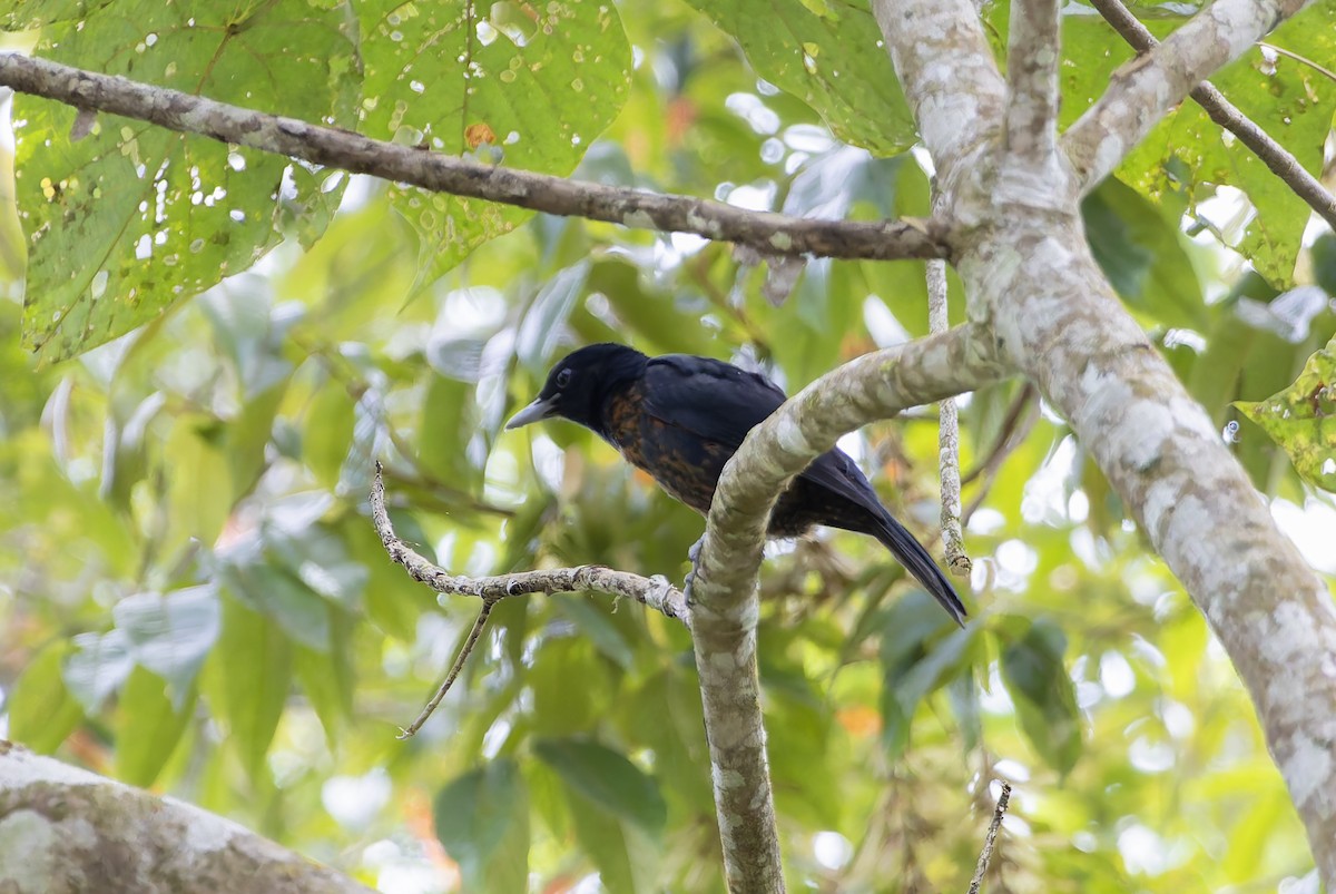 Black-and-crimson Oriole - ML638129034