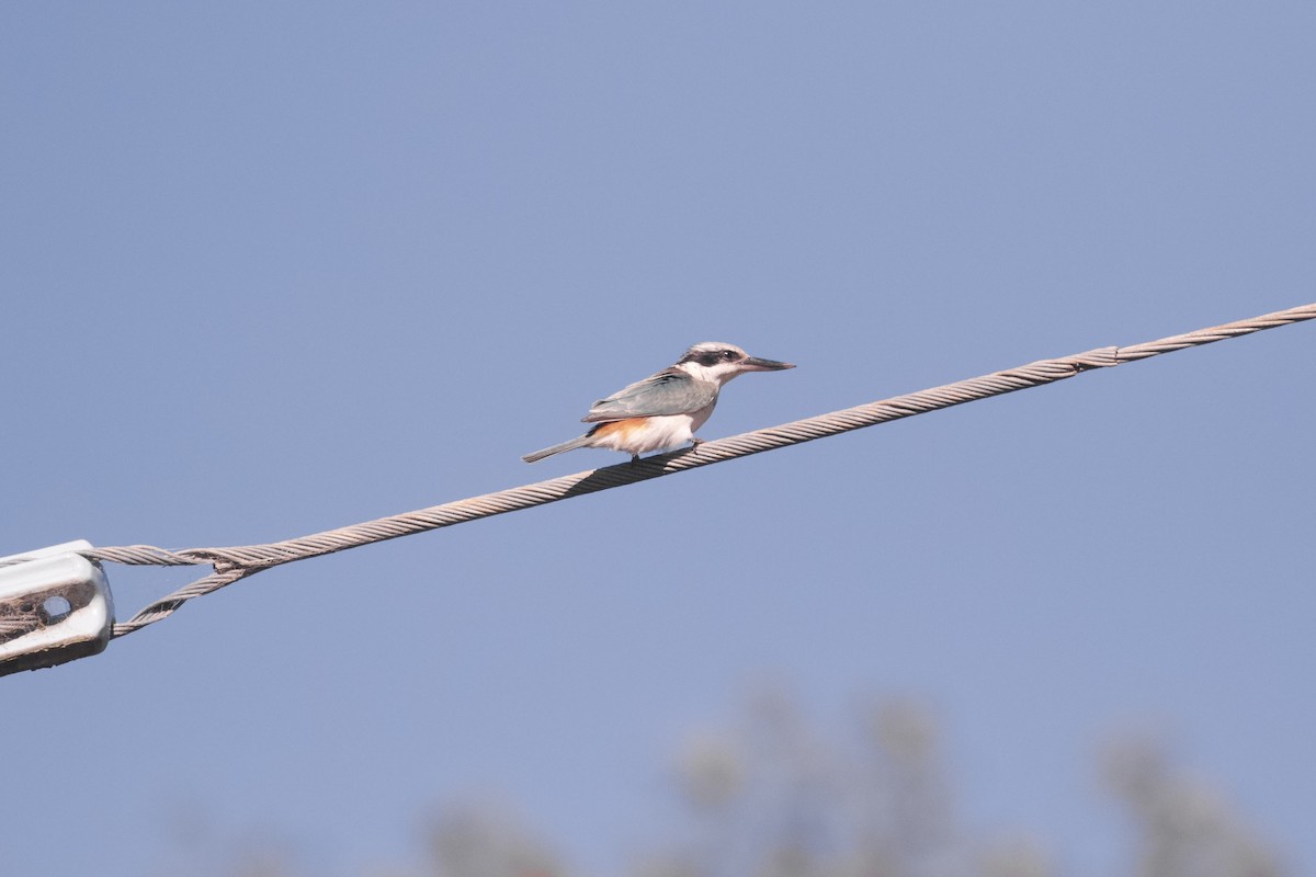 Red-backed Kingfisher - ML638129048