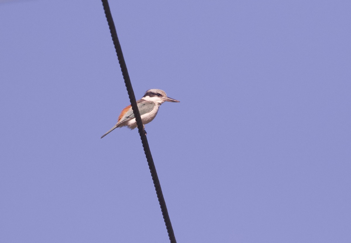 Red-backed Kingfisher - ML638129062