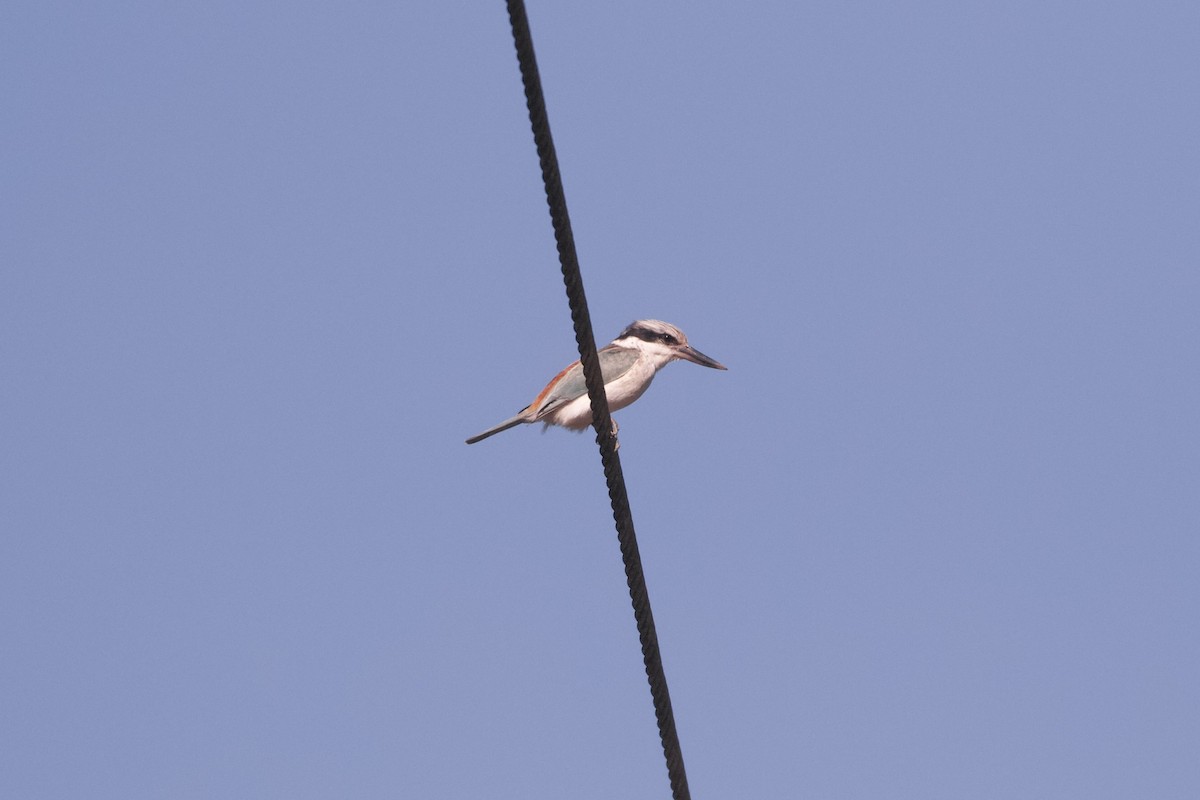 Red-backed Kingfisher - ML638129071