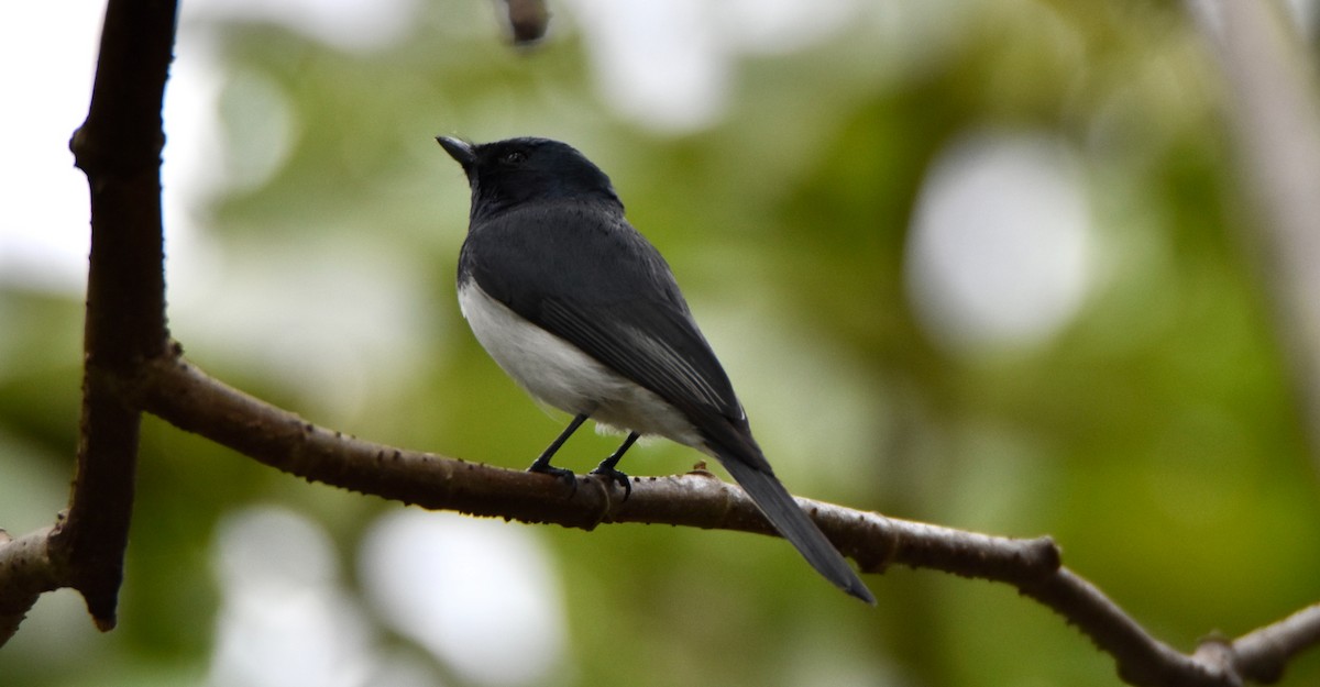 Leaden Flycatcher - ML638129073