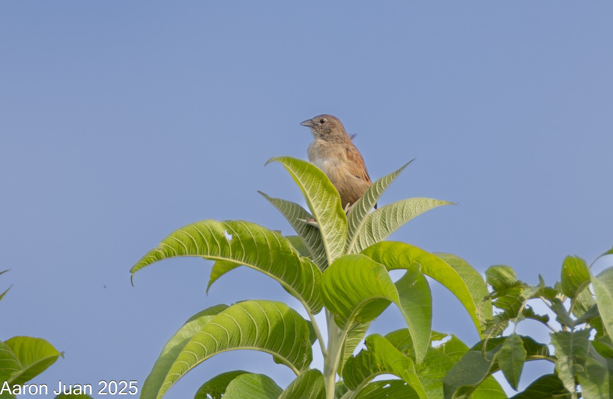 Botteri's Sparrow - ML638129094