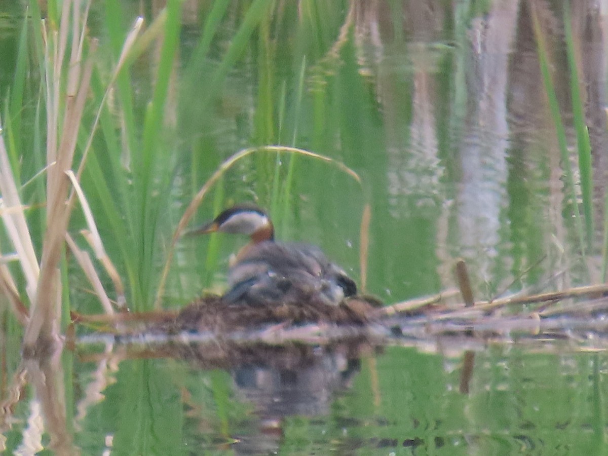 Буурал шунгуур - ML638129098