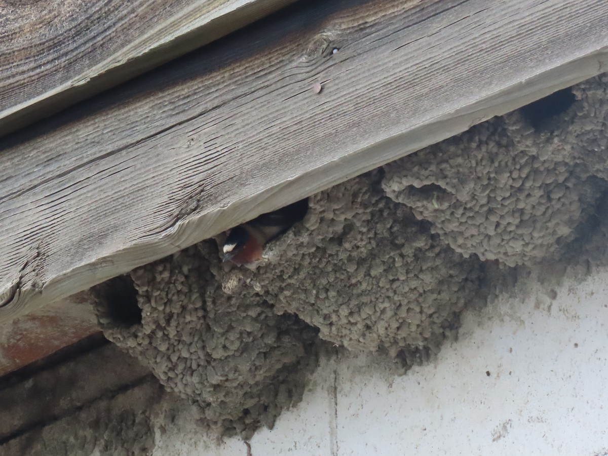 Cliff Swallow - ML638129104